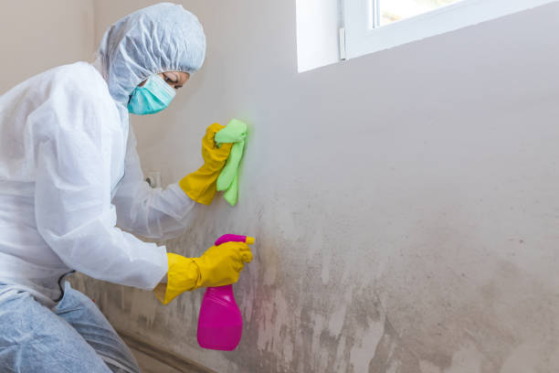 Best Water Damage & Mold Remediation in Newberry, SC