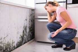 Best Emergency Mold Remediation in Newberry, SC